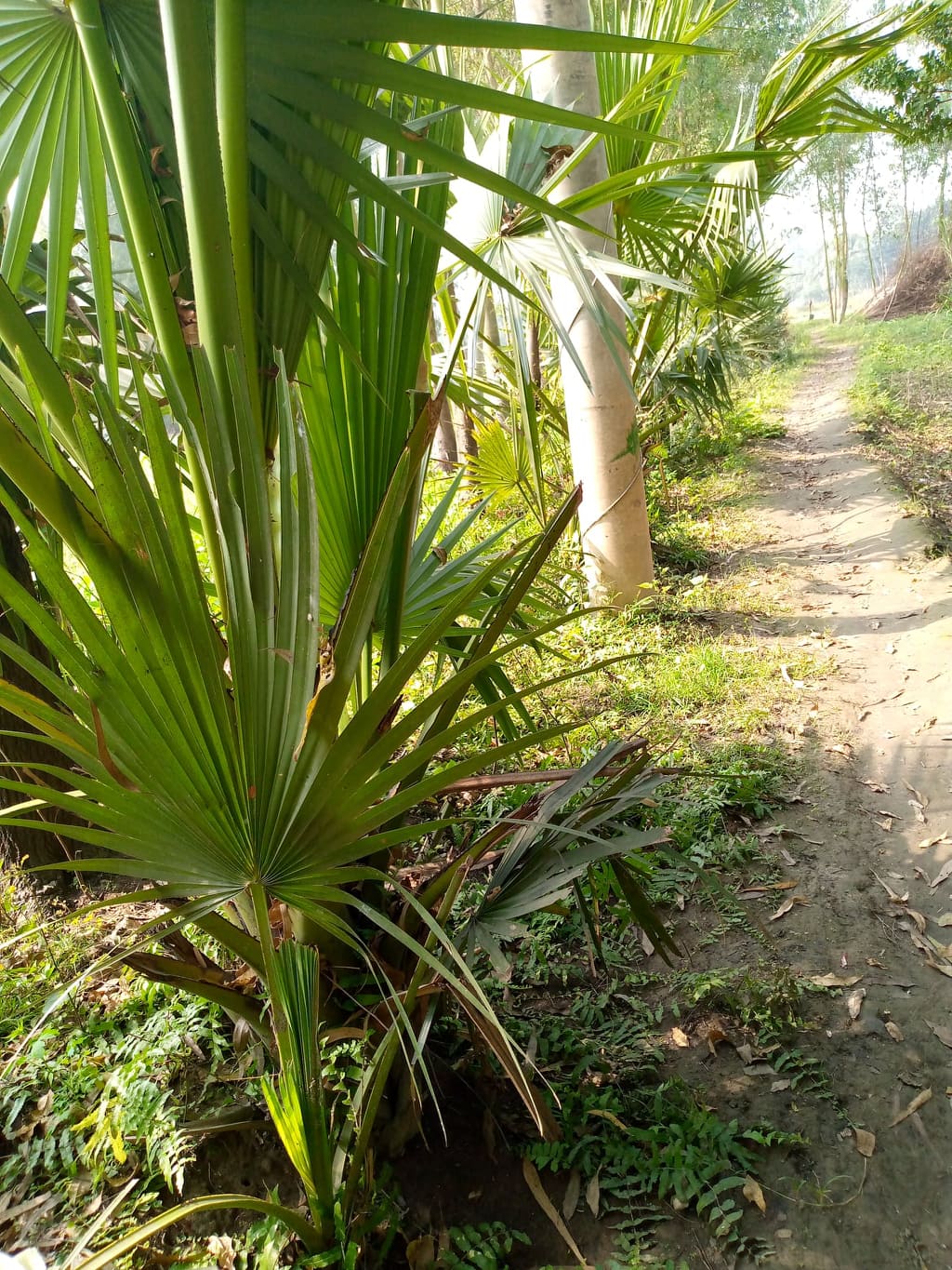 চরের প্রাণ-প্রকৃতি রক্ষায় জনউদ্যোগ