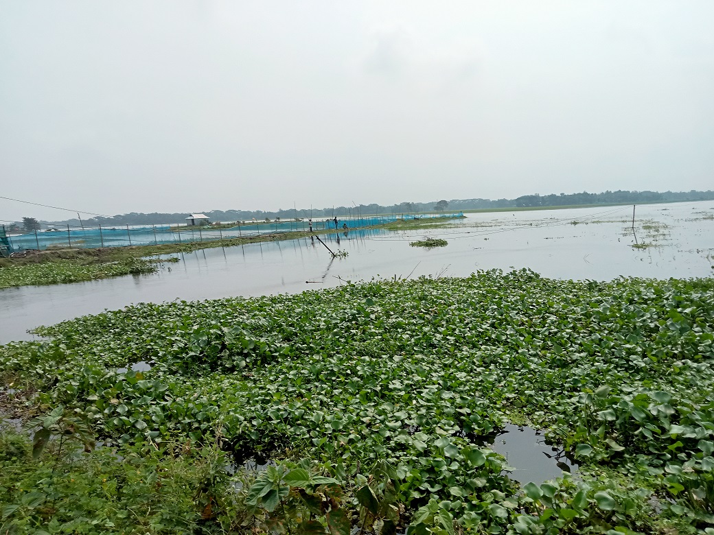 অসময়ের বন্যায় সংকটে নেত্রকোণার কৃষি