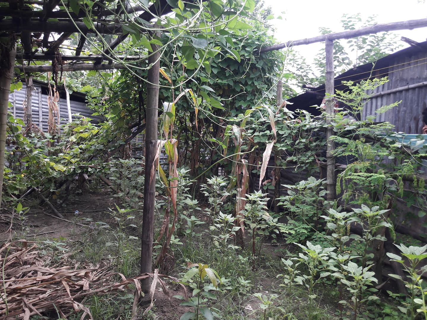 নিরাপদ খাদ্য উৎপাদনে এগিয়ে যাচ্ছে নিম্ন আয়ের মানুষ
