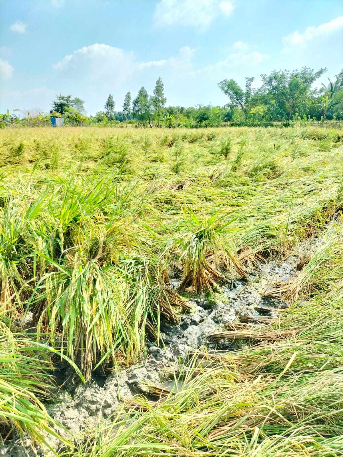 ঘূর্ণিঝড় মিধিলি, আশরাফ, মেনকা, অল্পনা কিংবা ইলিয়াসদের ক্ষত