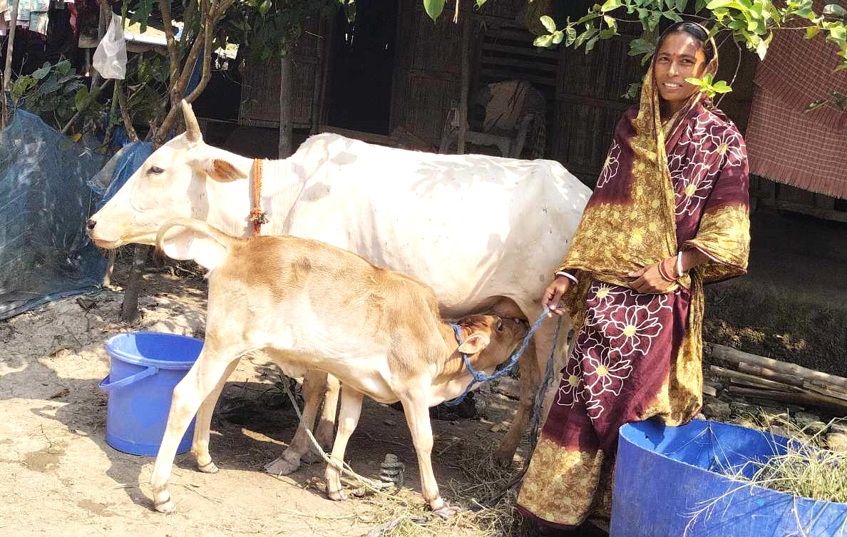 ‘পরম যত্নে পালন করি গরুগুলো’: তুলসী রানী