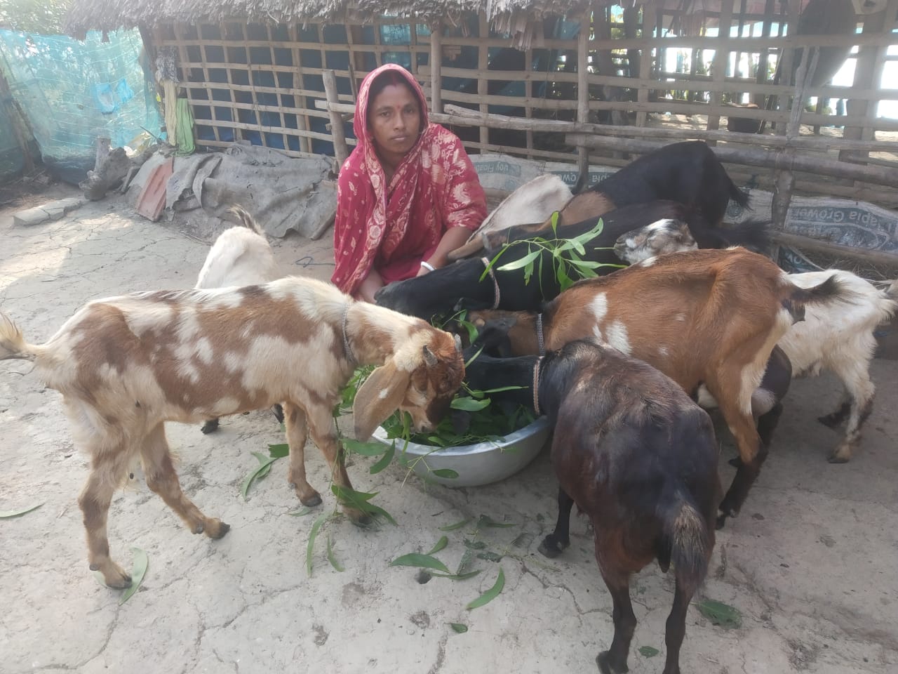 ছাগল পালনে সফল পূর্ণিমা রানী
