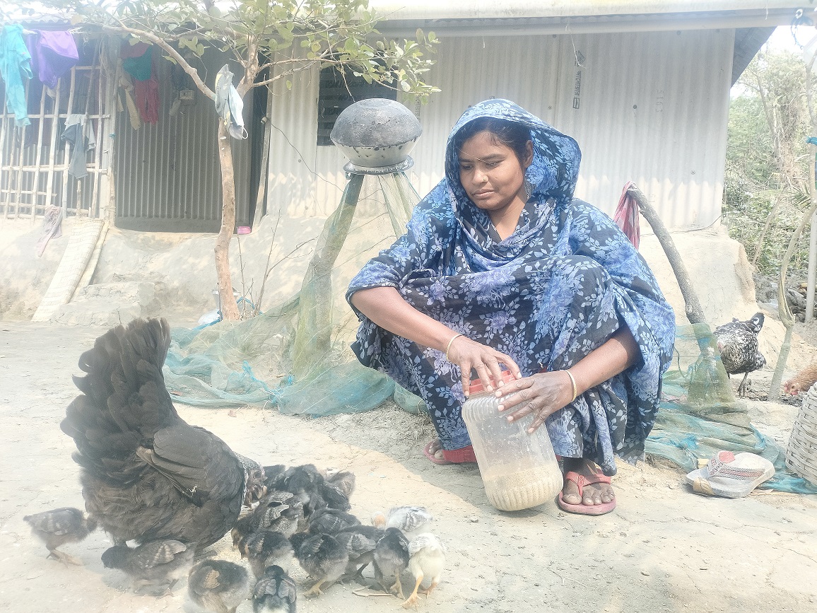 লোকায়ত পদ্ধতিতে ডিম ফোটানো