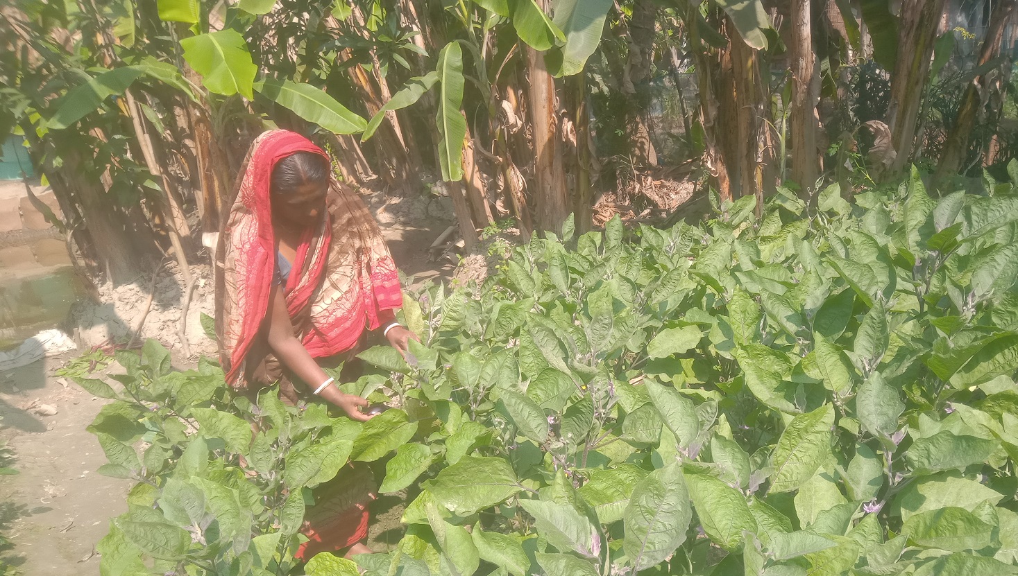 নিরাপদ খাদ্য উৎপাদনে স্বরসতী রানীর সফলতা