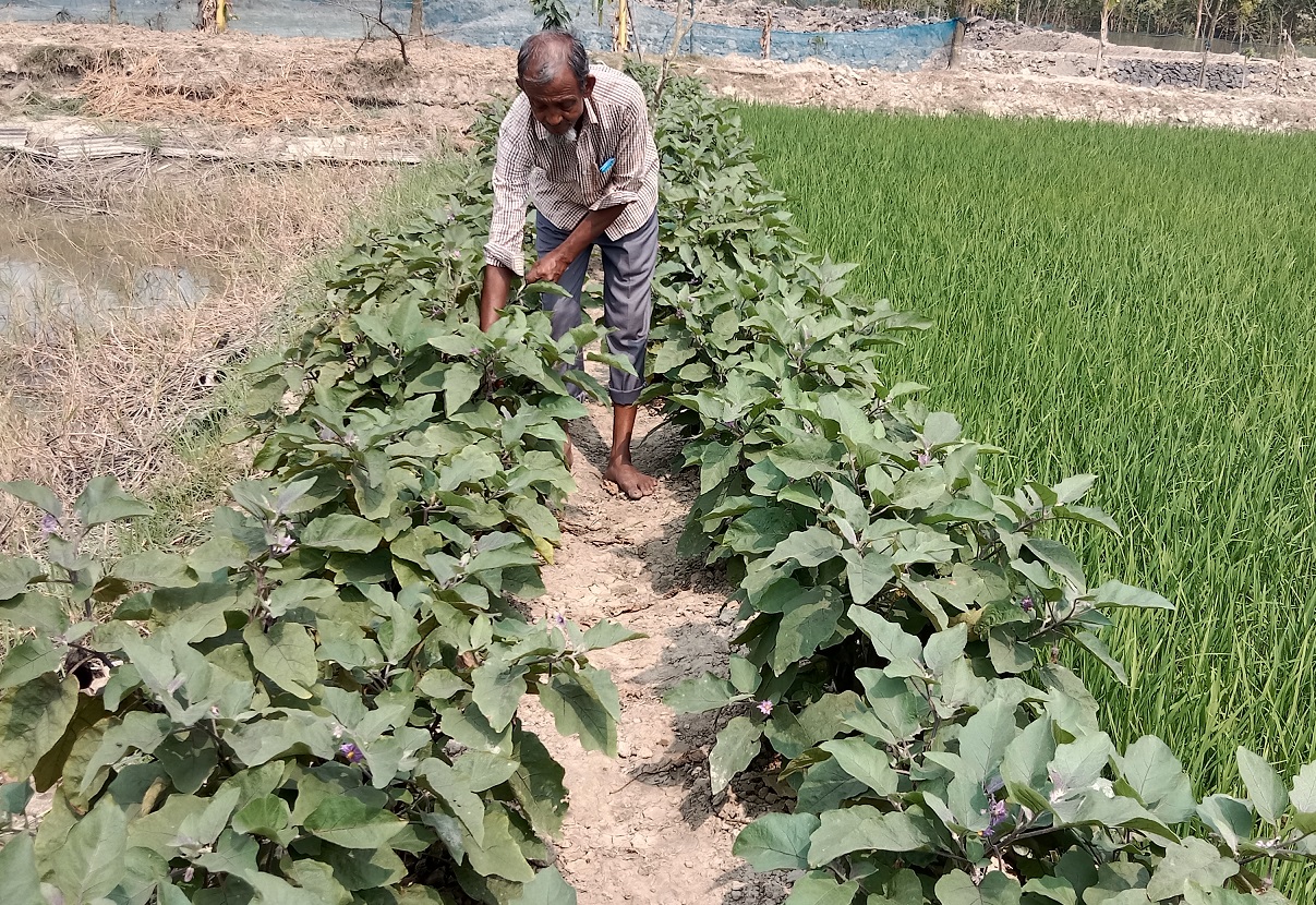 ব্যবসা ছেড়ে কৃষিতে মনোনিবেশ করলেন নিজেকে