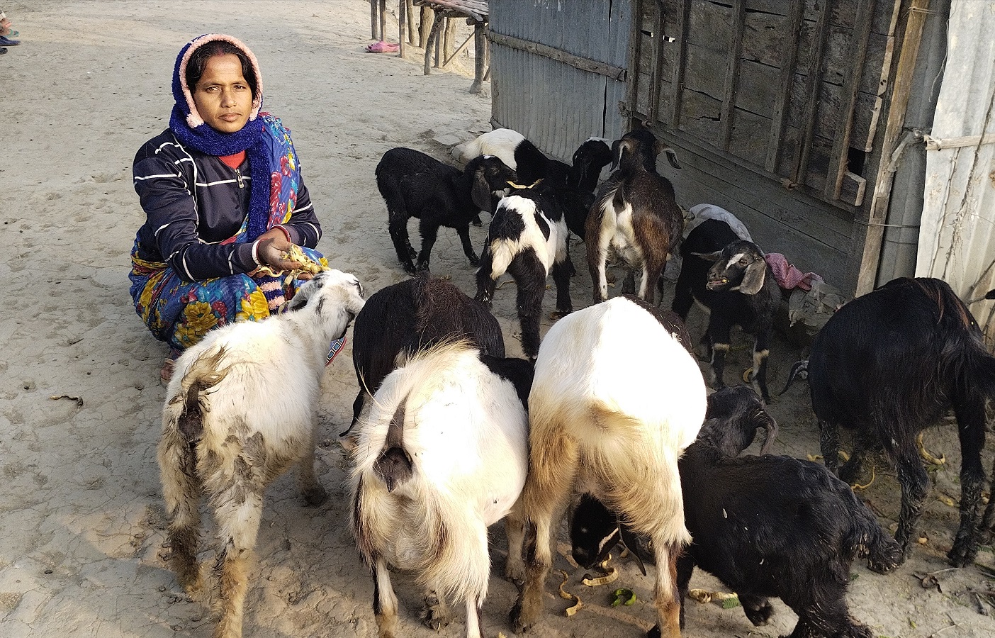 শেফালী রানীর কৃষি খামার