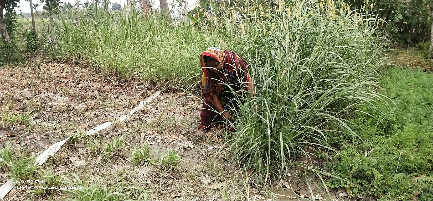 কৃষিতে বাঁচা, কৃষিতে সফলতা