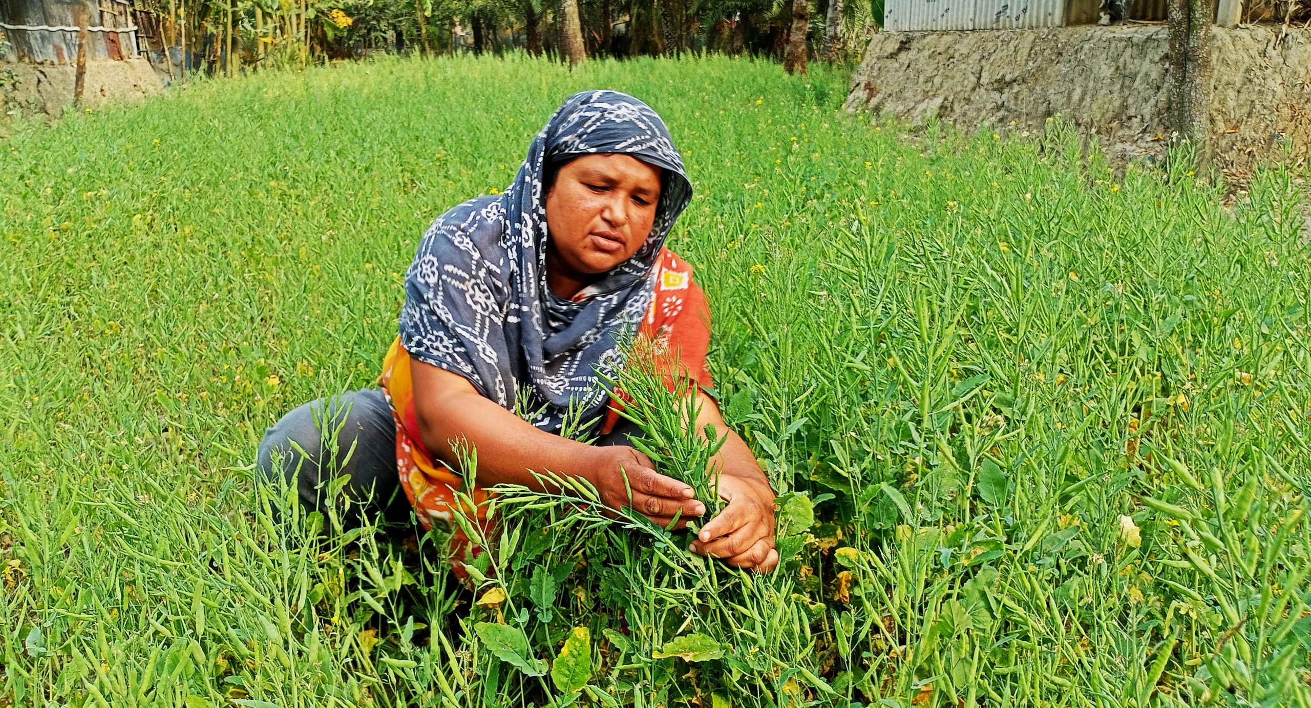 স্বল্প খরচে সরিষা চাষ