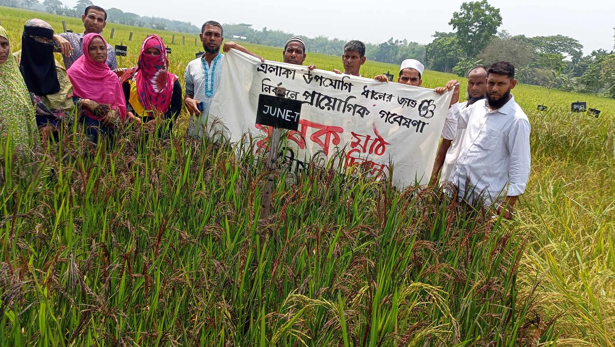 মাঠ দিবসে কৃষকরা বাঁশফুল, লাফা ও জুন-৩ ধান নির্বাচন করেছেন
