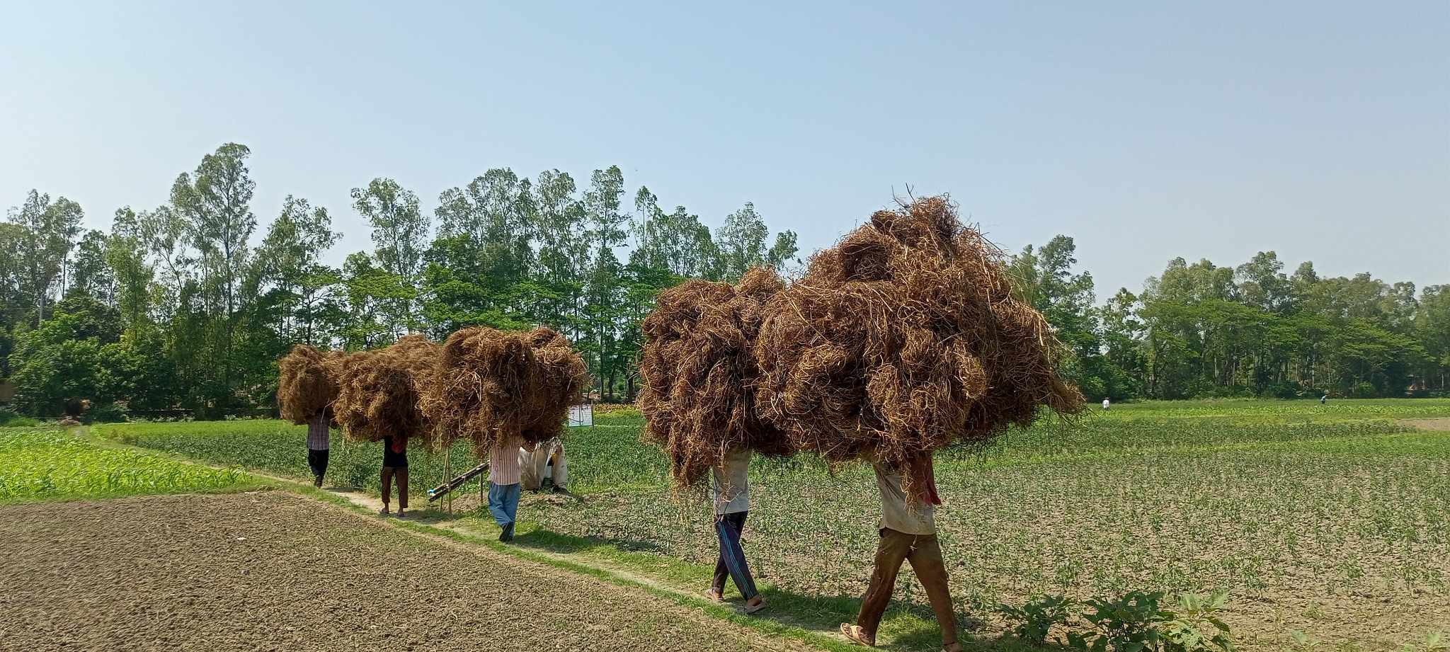 ঘিওরে এলাকা উপযোগি খেসারি চাষবাদ