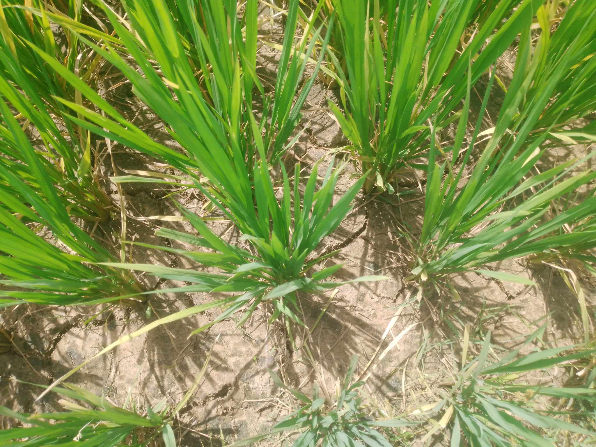 তাপদাহে তীব্র পানি সঙ্কটে বরেন্দ্র অঞ্চল