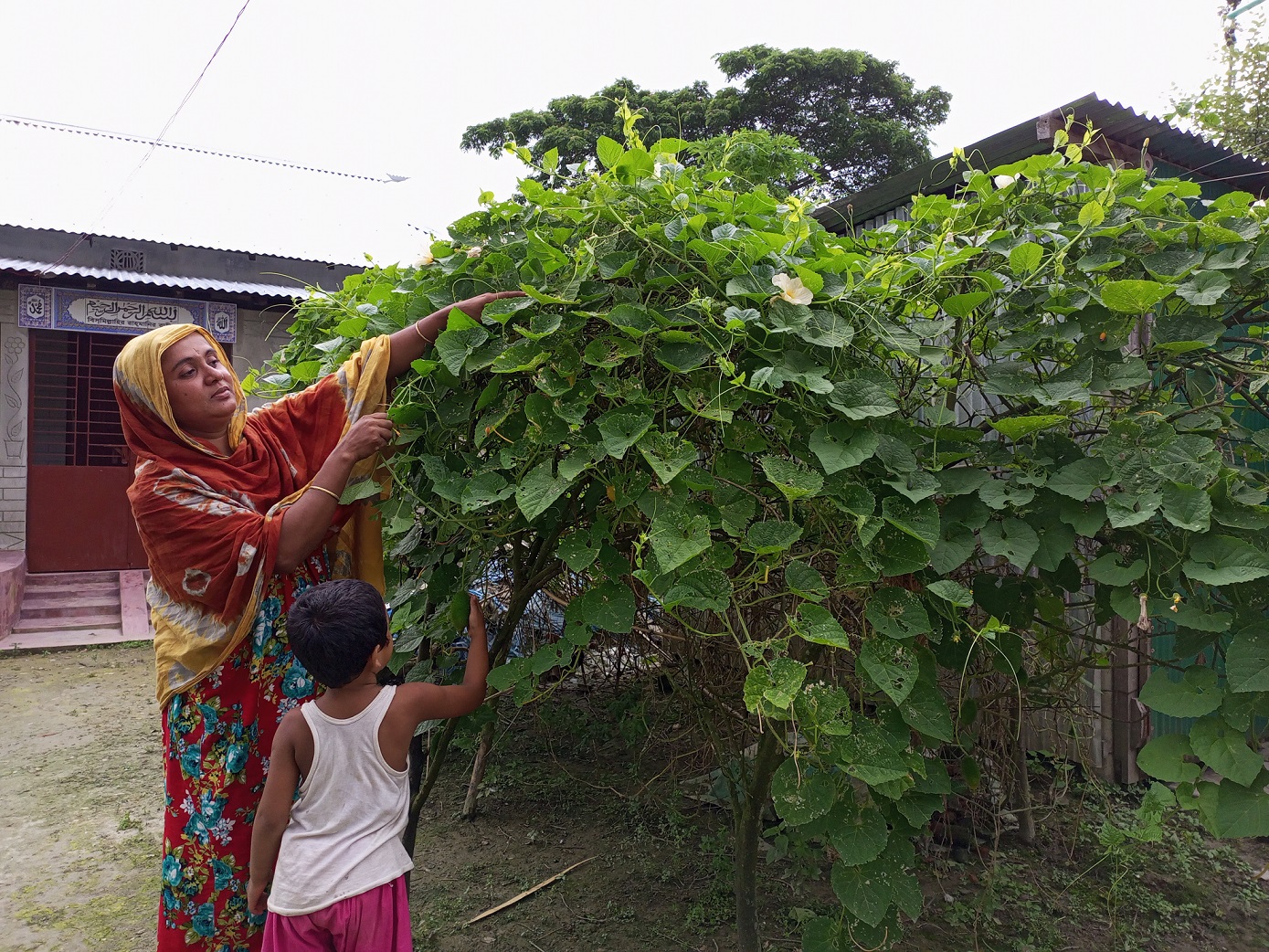 সাবিনা আক্তারের স্বপ্ন বীজের জন্য কৃষকরা আর হয়রানির শিকার হবেন না