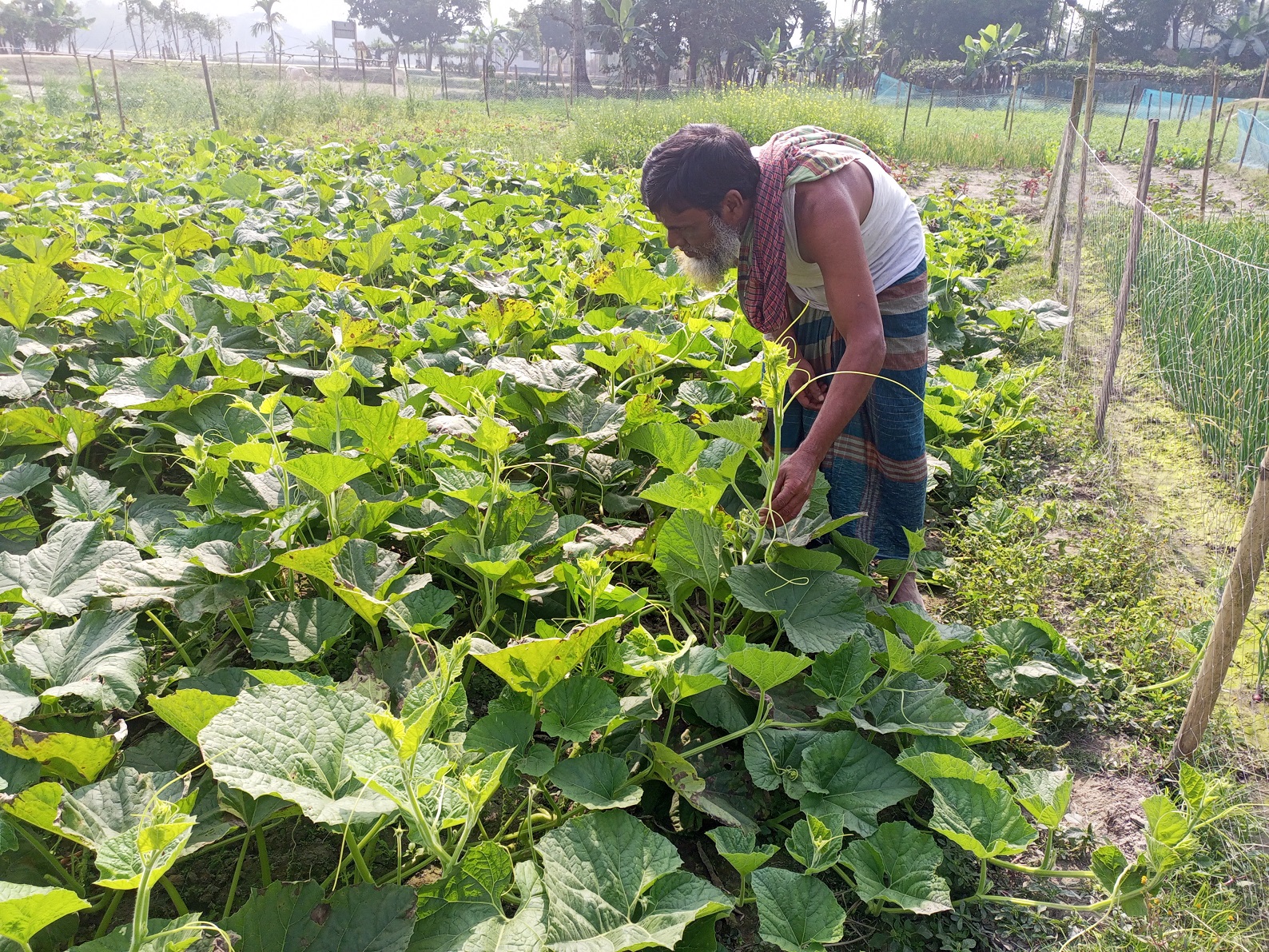 স্থায়িত্বশীল কৃষিচর্চায় পুষ্টি চাহিদা পূরণ করেন কৃষক মো. হাফিজুর রহমান