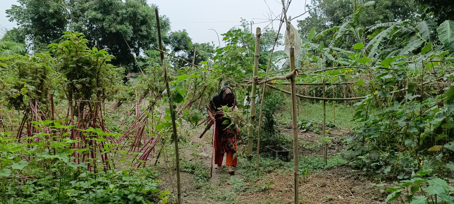 কৃষাণীর চর্চা ও অভিযোজন