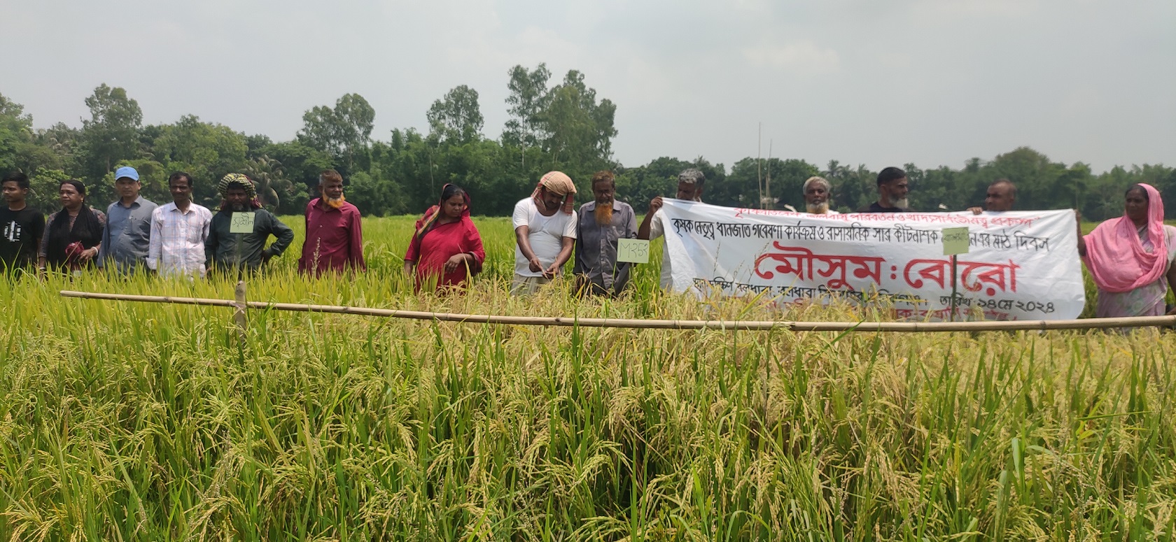 মানিকগঞ্জে ধানজাত নির্বাচনে মাঠ দিবস অনুষ্ঠিত