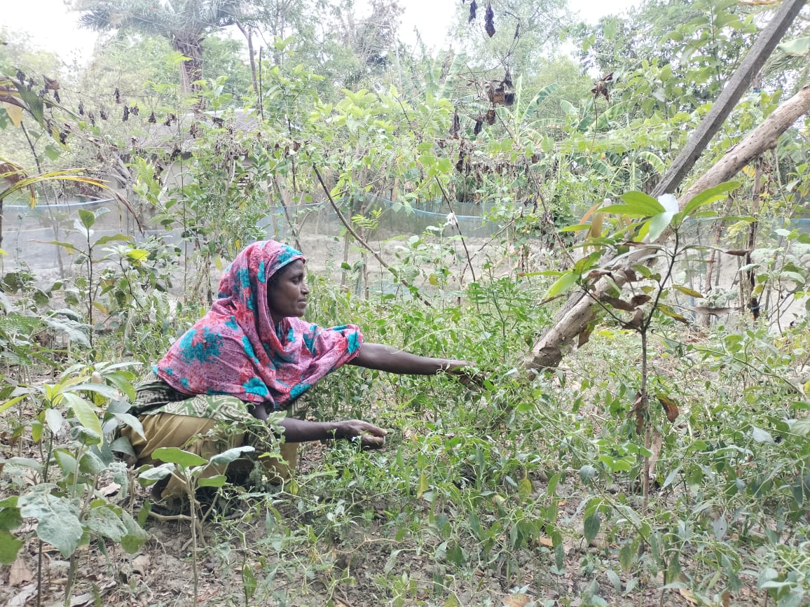 হরেক রকমের ফসল উৎপাদনে যুক্ত আফরোজা বেগম