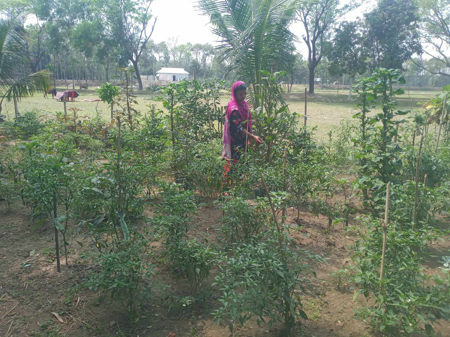 মাহফুজা খাতুন পরিবেশবান্ধব কৃষি চর্চা করেন