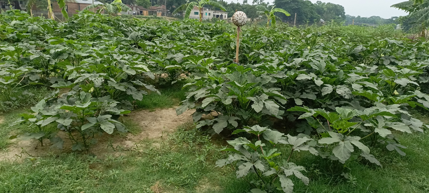 ফসল সংরক্ষণে কৃষাণীদের স্থানীয় চর্চা