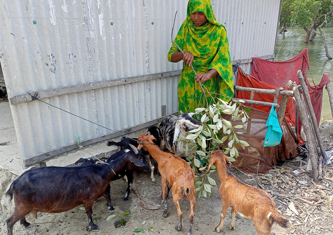 ছাগল পালনে স্বচ্ছলতার পথে রেহানা খাতুন
