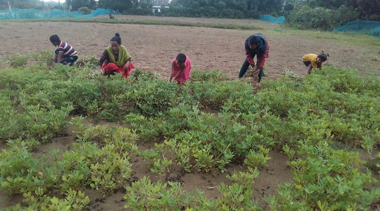 বালুজমিতে পরীক্ষামূলক বাদাম চাষে সফল