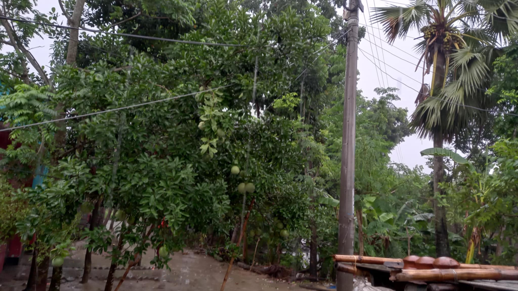 স্বস্তির বৃষ্টিতে বরেন্দ্র’র প্রকৃতিতে ফিরেছে প্রাণ