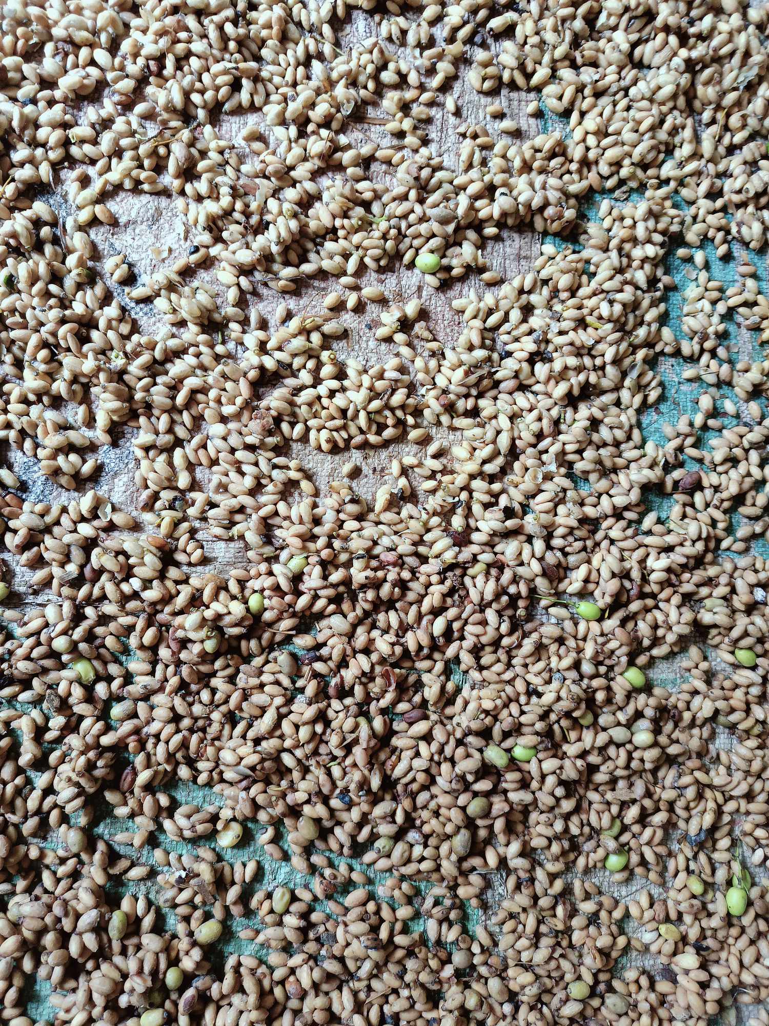নিম গাছের ফলের উপকারিতা