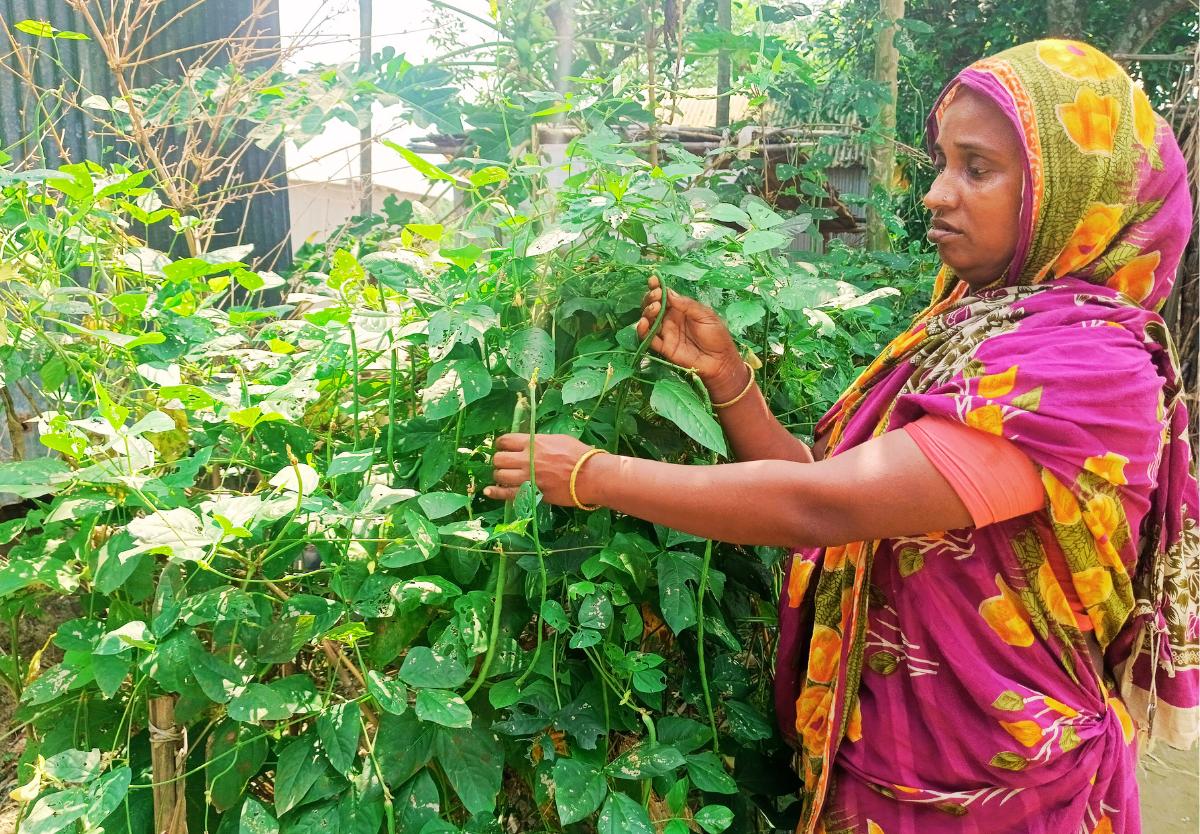 গৃহীনি থেকে কৃষক: পারিবারিক কৃষিতে সফল কৃষক রাহেলা