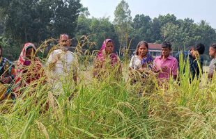 কৃষকদের রকমারী ধান বাছাই