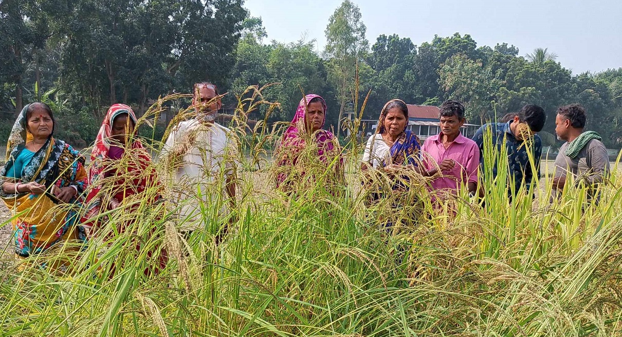 কৃষকদের রকমারী ধান বাছাই