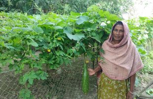 পরিবেশবান্ধব কৃষি চর্চায় নবিরনের সাফল্য