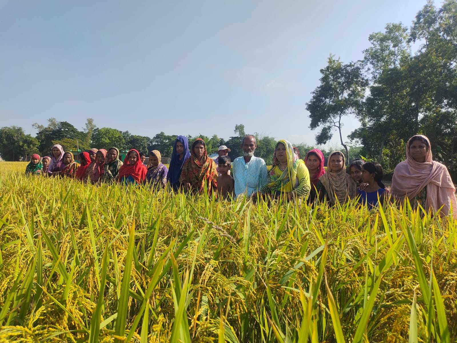 কলমাকান্দা কৃষকের দুর্যোগের সাথী মালশিরা ধান