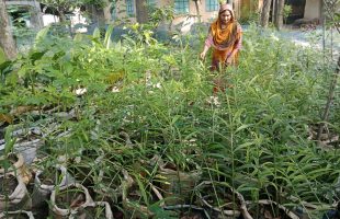 বস্তায় আদা চাষে সফলতার পথ দেখাচ্ছেন সুলতানা