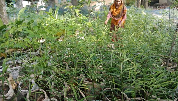 বস্তায় আদা চাষে সফলতার পথ দেখাচ্ছেন সুলতানা