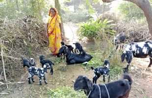 ছাগল পালনে সংসারে স্বচ্ছলতা আনছেন ফাতেমা বেগম