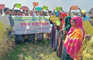 খরাসহনশীল ধান হিসেবে কৃষকের পছন্দের শীর্ষে অবস্থান করলো তালমুগুর