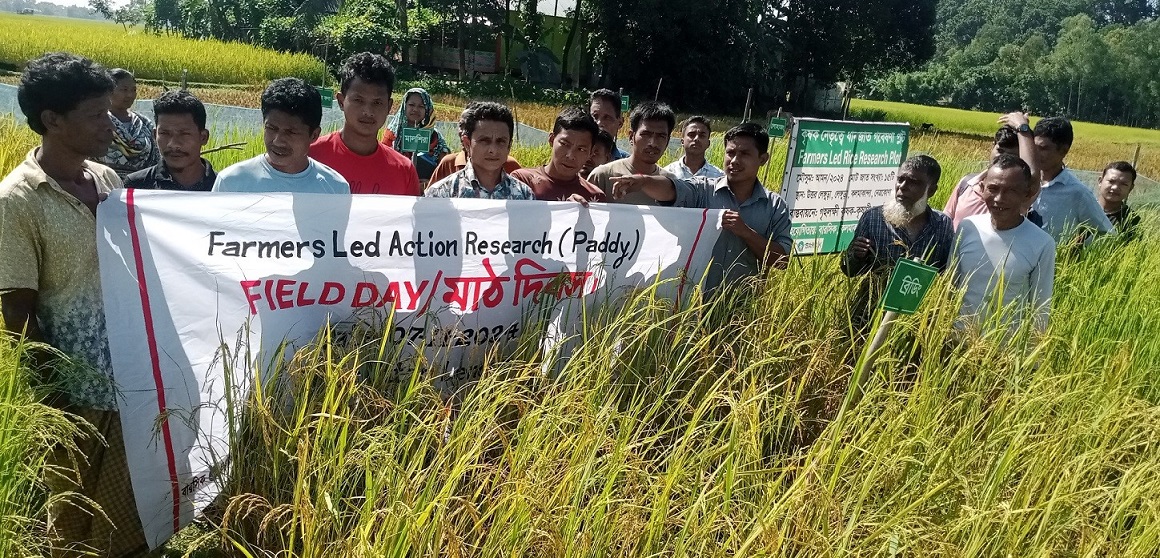 কলমাকান্দায় কৃষক নেতৃত্বে ধানজাত গবেষণা প্লটের মাঠ দিবস অনুষ্ঠিত