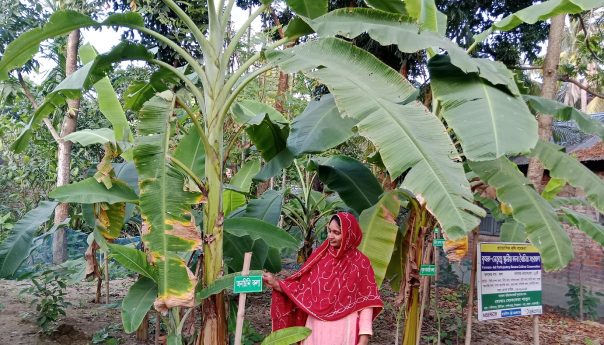 দেশি কলার টিকিয়ে রাখার উদ্যোগ