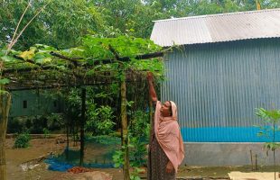 পারিবারিক কৃষিতে সফল কৃষাণি মঞ্জুযারা