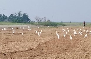 পাখি পরিবেশকে নিরাপদ রাখে