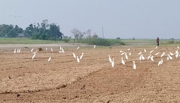 পাখি পরিবেশকে নিরাপদ রাখে