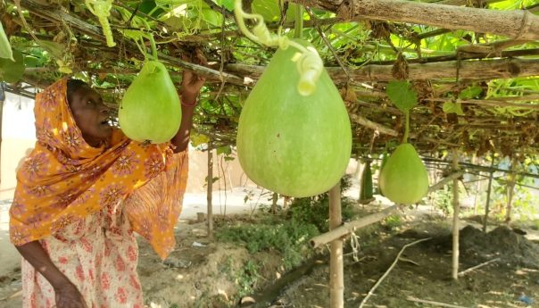 মডেল শতবাড়িতে বৃদ্ধি পাচ্ছে একই ফসলের বৈচিত্র্যময় জাত