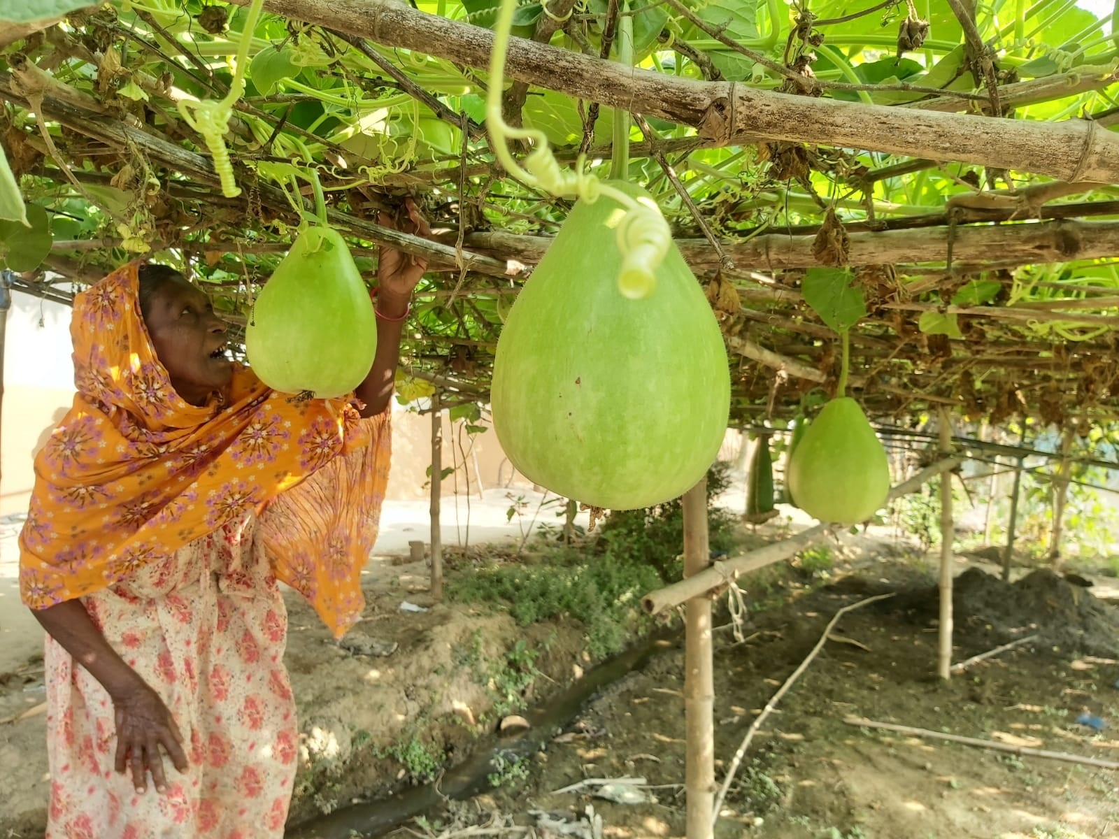 মডেল শতবাড়িতে বৃদ্ধি পাচ্ছে একই ফসলের বৈচিত্র্যময় জাত