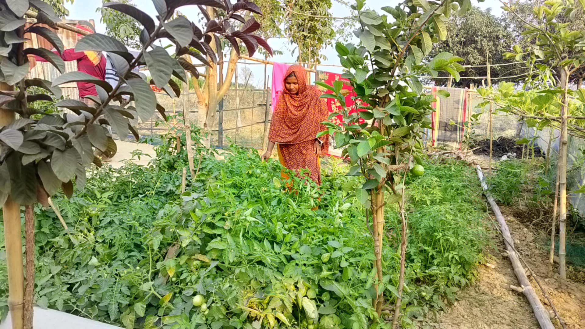 জগদীশপুর গ্রামের নারীরা এখন নিরাপদ খাদ্য উৎপাদন করেন