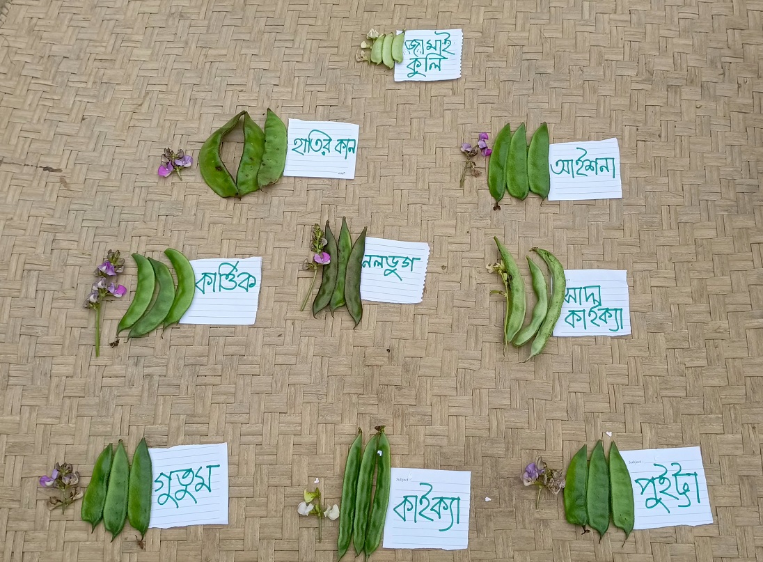 বৈচিত্র্যময় শিম চাষে রোকসানার সাফল্য: লোকায়ত জ্ঞানের শক্তি