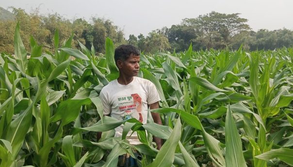 বালি জমির সম্ভাবনা: বাদাম, ভূট্টা ও মিষ্টি আলু চাষের সফলতার গল্প