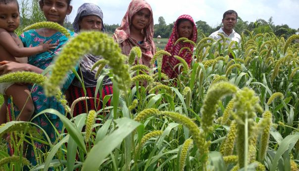 নটাখোলা কৃষি প্রতিবেশ শিখন কেন্দ্র: কৃষকের উদ্যোগে স্থায়িত্বশীল কৃষির দৃষ্টান্ত