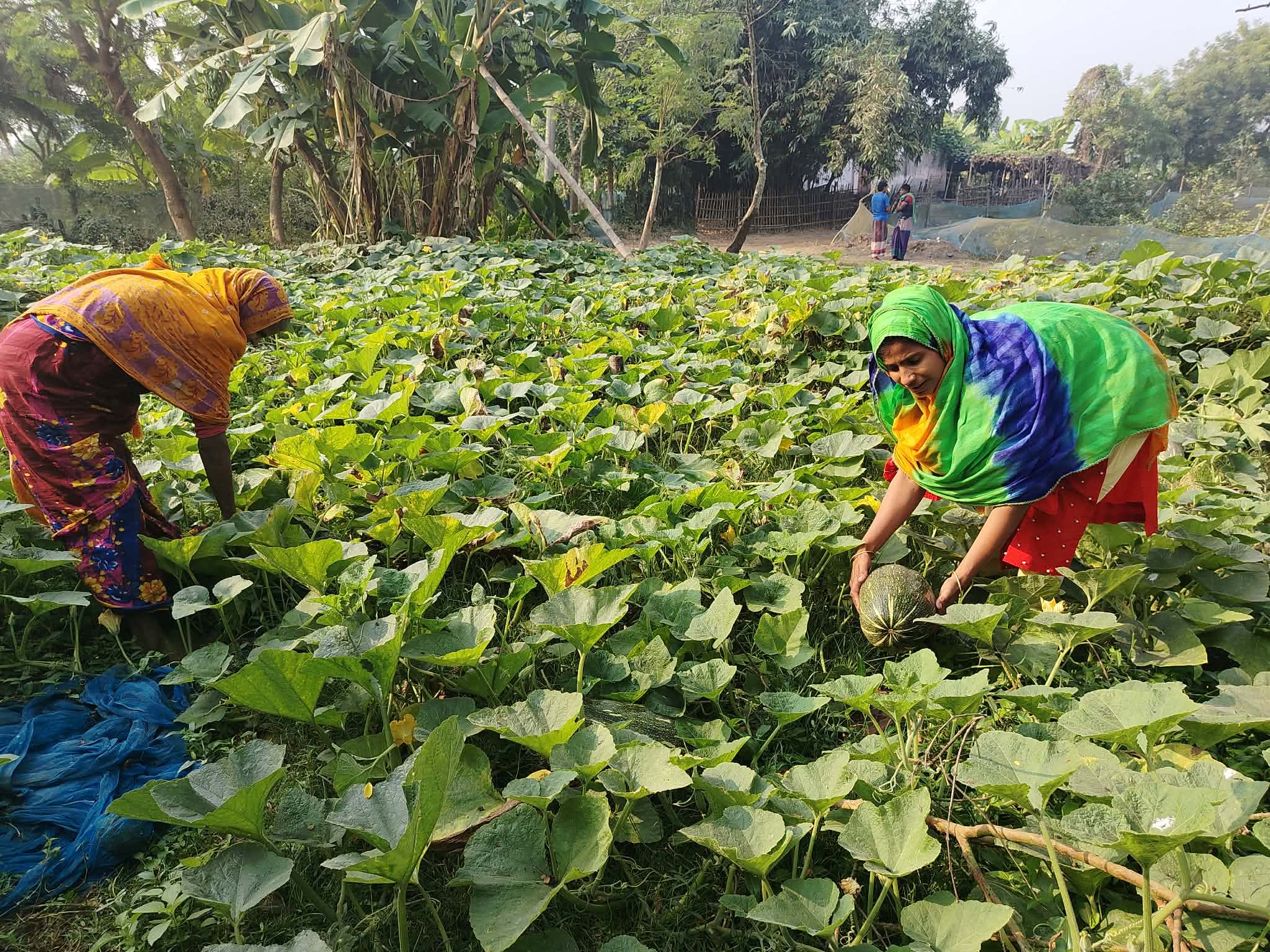 খরাপ্রবণ বরেন্দ্র অঞ্চলে কৃষক নেতৃত্বে এগ্রোইকোলজির অভিজ্ঞতা ও রূপান্তর